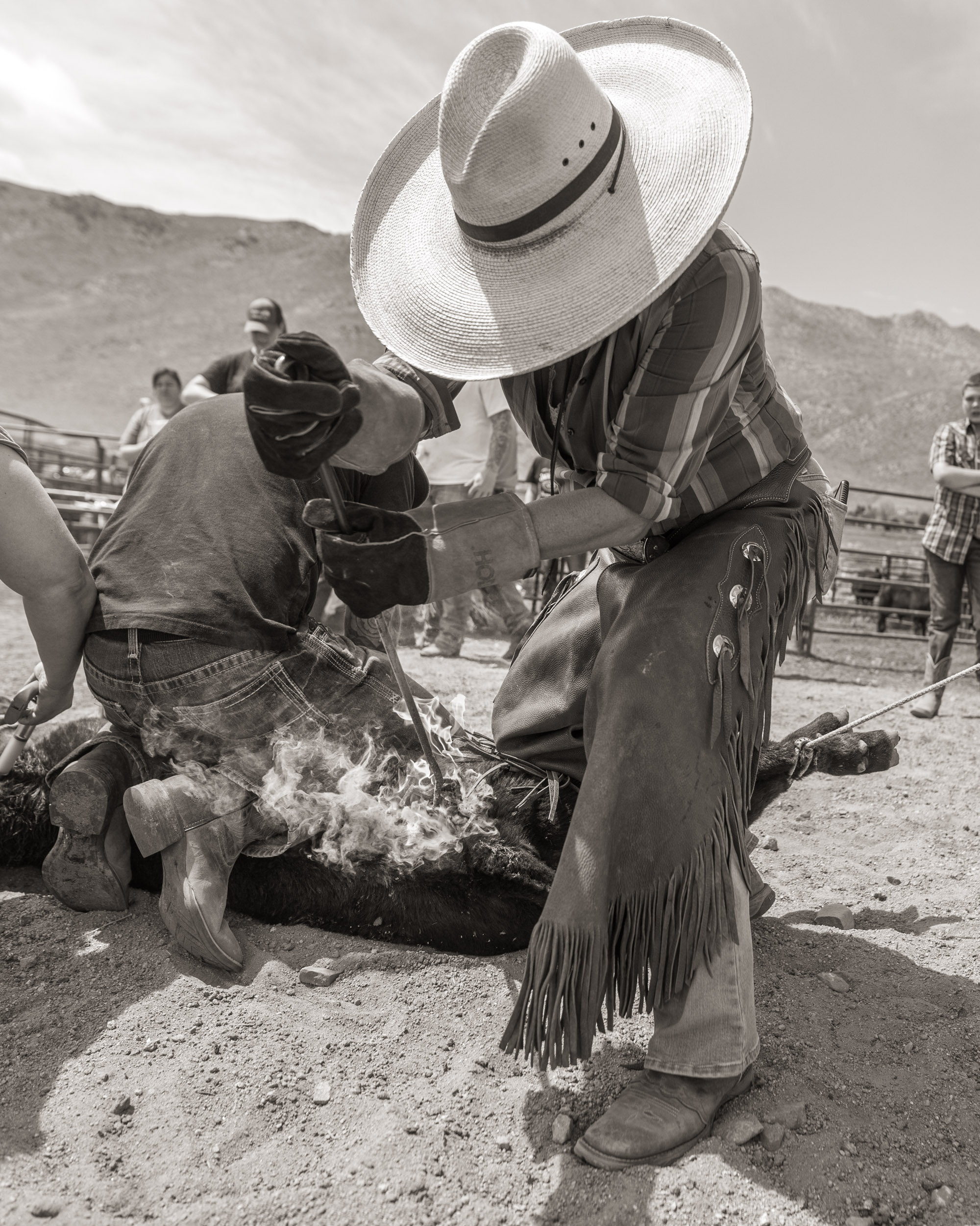 Cattle Branding in Norther Nevada