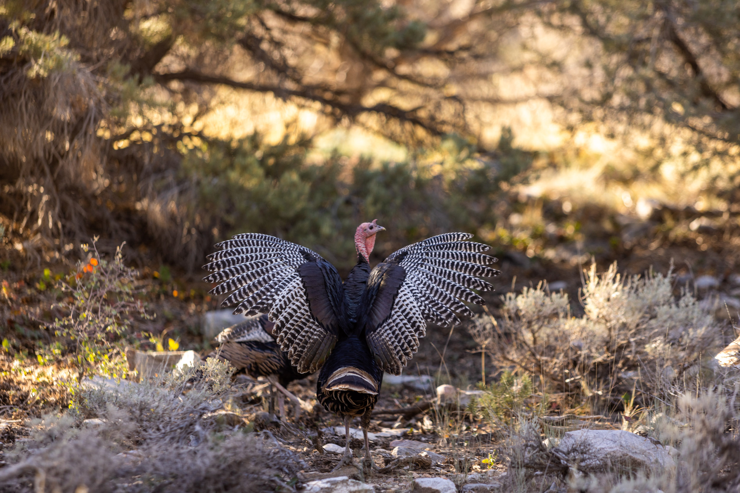 GBNPF_2022_Turkeys-9415