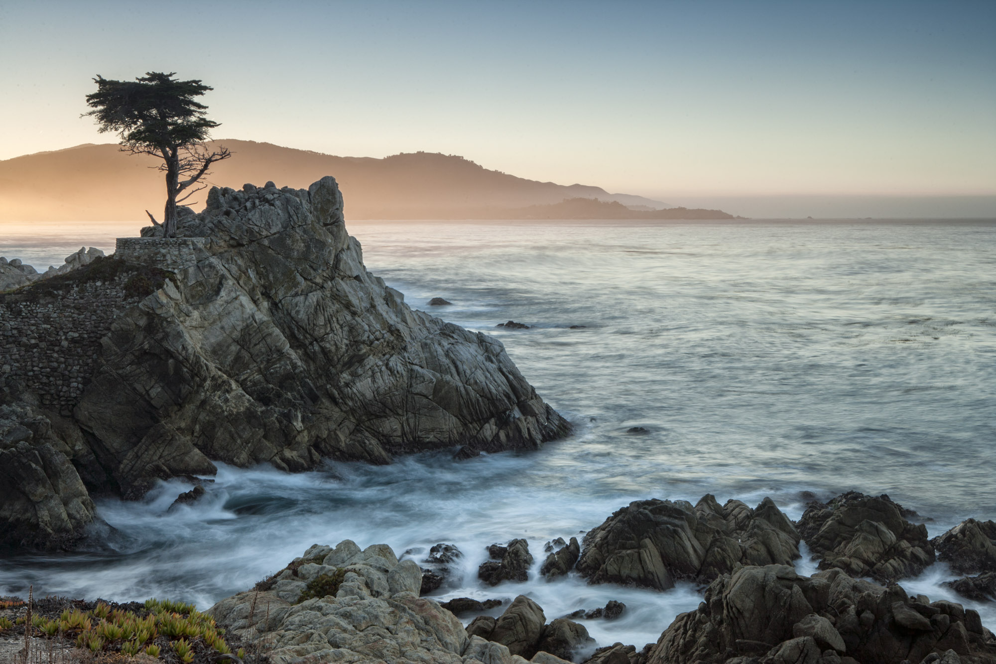 Lone Cypress Tree next the Pacific Ocean