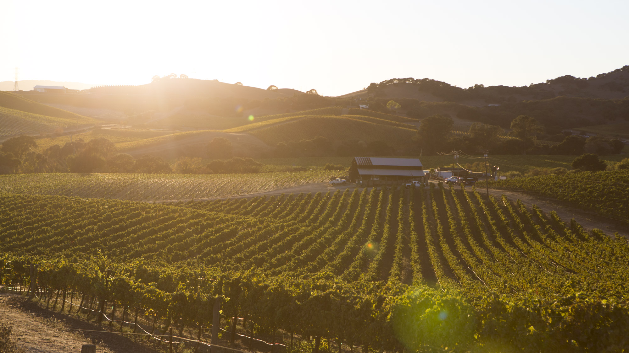 Napa vineyards at sunset