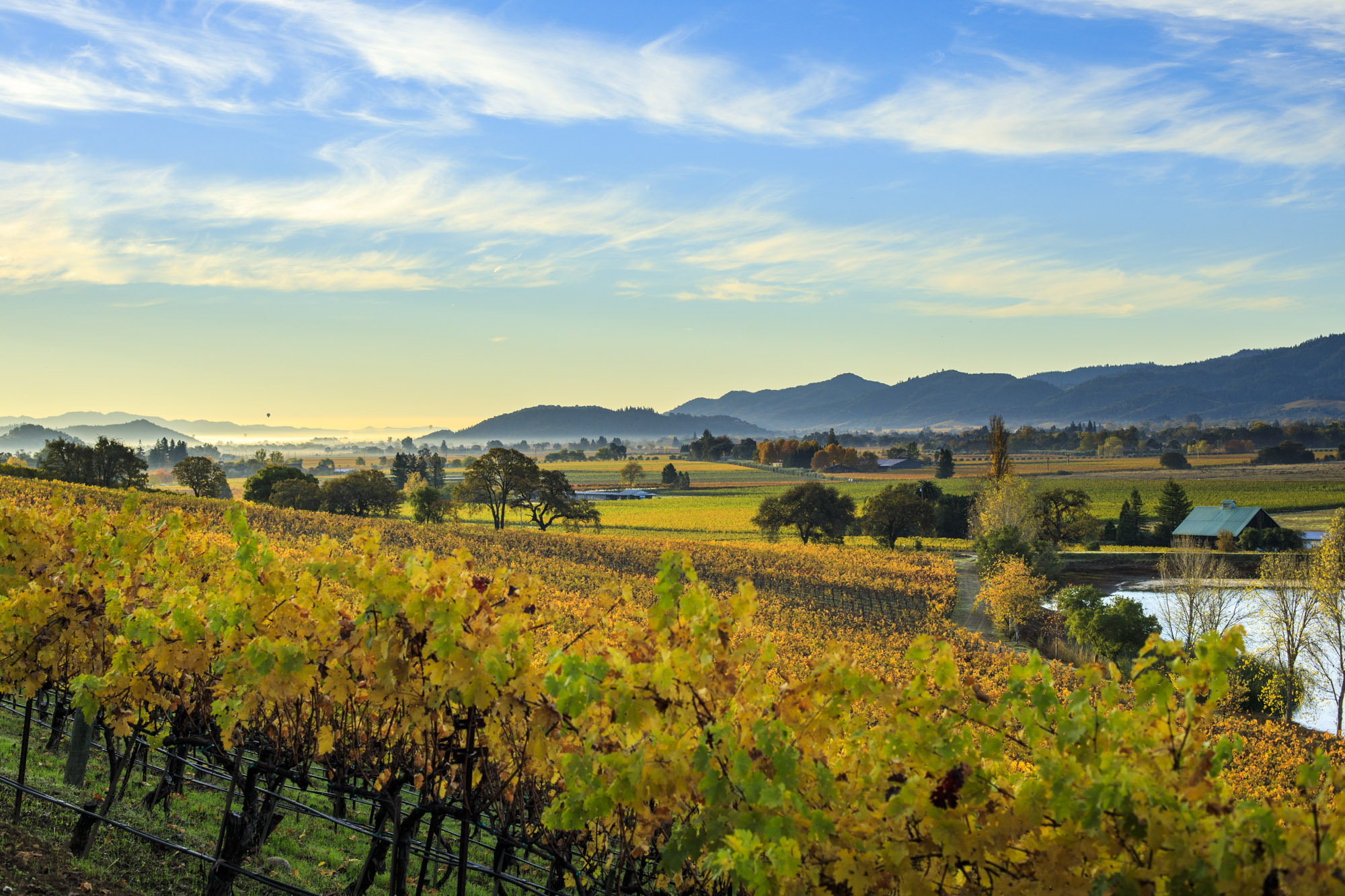 Napa Valley vineyard 